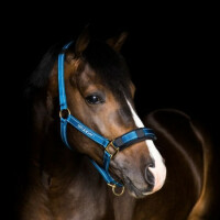 Stübben Stallhalfter mit reflektierenden Nähten Warmblut